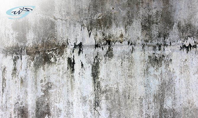 A damp and moldy wall in need of repair.
