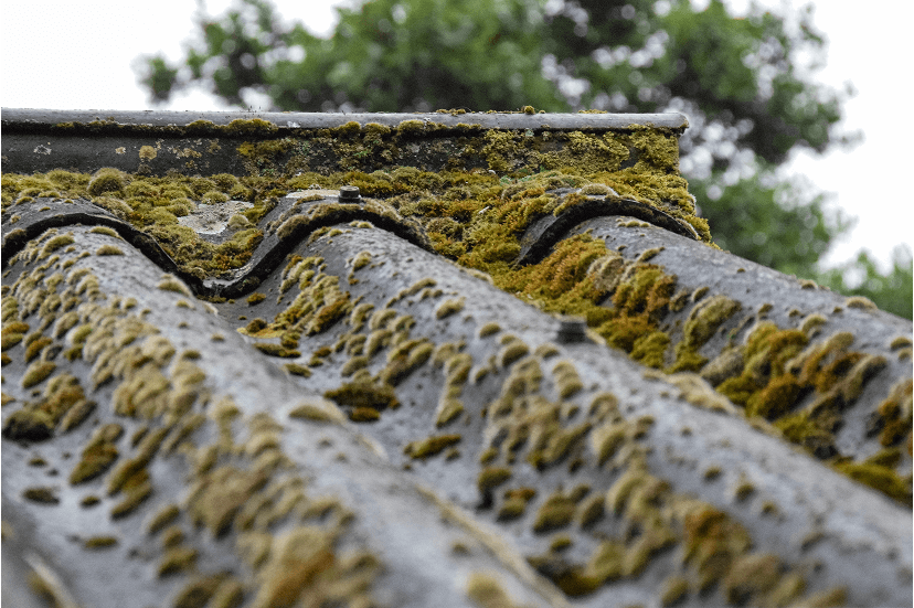 Before Roof Waterproofing—Visible leaks, surface cracks, and moss growth on roof tiles.
